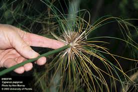 Image result for Cyperus papyrus