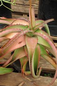 Image result for Trachyandra burkei