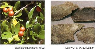 Image result for Strychnos henningsii