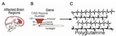 Hijacking Of The Mismatch Repair System To Cause Cag Expansion And Cell Death In Neurodegenerative Disease Abstract Europe Pmc