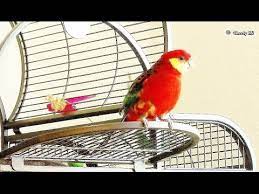 Wurde jedoch keine rote frischkost vom welli verzehrt und der kot ist über stunden hinaus rot verfärbt, ist dies meist ein anzeichen für eine. Ein Roter Wellensittich Waas Echt Jetzt Megabytefresh Youtube