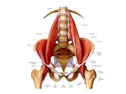 Einige sekundärbündel bilden zusammengefasst letztlich einen muskel. Psoas Der Muskel Der Seele Ein Wertvoller Artikel Fur Alle Yogalehrerinnen Und Yogaschulerinnen Mein Yoga Vidya De Yoga Forum Und Com Yoga Anatomie Huftbeuger Und Yoga Vidya