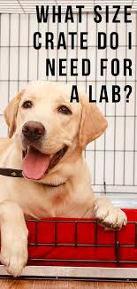 Check spelling or type a new query. What Size Crate Does A Lab Need Dog Crate Sizes Puppy Crate Dog Crate