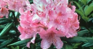 Rhododendron Catawbiense English Roseum Rhododendron Pretty Plants Landscape Construction