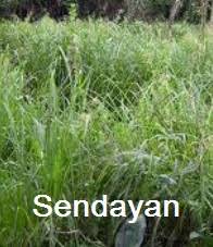 Check spelling or type a new query. Anim Agro Technology Rumput Dan Lalang