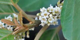 Image result for Maesa