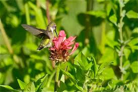 The pollen florets are the fuzzy yellow starfish. How To Attract Hummingbirds And Keep Them Coming To Your Garden Kim Smith Films