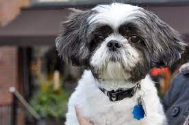 This is a great cut for the hotter days of summer, and it's relatively easy to do. 20 Best Shih Tzu Haircuts 2021 Guide Hairstyle Camp