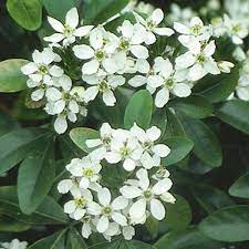 Choisya prefer well drained, acidic soil rich in organic matter. Mock Orange Mexican Orange Blossom Choisya Ternata My Garden Life