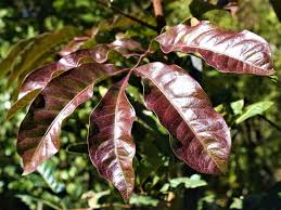 Image result for Bersama lucens