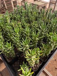 Image result for Austrocylindropuntia