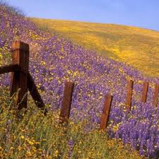 Check spelling or type a new query. West Virginia Wild Flowers Home Facebook
