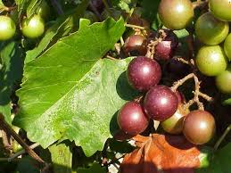 This publication focuses on native trees, shrubs and woody vines for georgia. Fruit Trees Sources Walter Reeves The Georgia Gardener