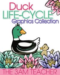 Duck Life Cycle Graphics Clip Art Life Cycles Science For Kids Science Clipart