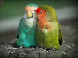 Image result for ‫حیوانات‬&lrm;