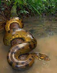 Rain Forest Forest Anaconda Snake Or Sucuri Animals Beautiful Animals Animals Wild