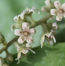 Image result for Embelia