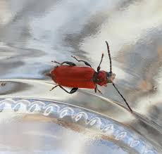 Image result for Hypolytrum pynaertii