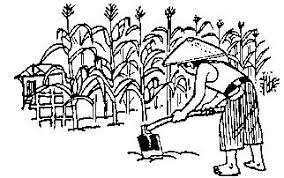 Ide terkini 33+ gambar petani mencangkul kartun. Terkini 34 Gambar Petani Mencangkul