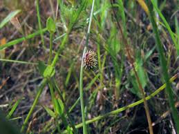 Image result for Lipocarpha