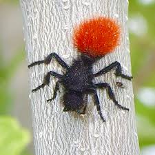 Image result for Humularia descampsii