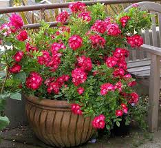 Flowers For Pots Enchanting Of Good Fall Flowers For Pots Download Page All About Beds Bonsai Drought Resistant Plants Flower Pots Outdoor Plants