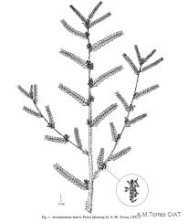 Image result for Aeschynomene megalophylla