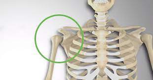 Some bones in your skull are fixed, so that you can't move them. What Is The Shoulder Girdle Or The Shoulder Complex 3d Muscle Lab