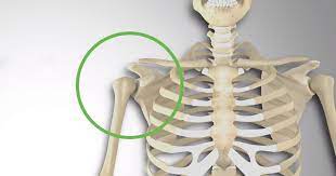 What type of bone is. What Is The Shoulder Girdle Or The Shoulder Complex 3d Muscle Lab