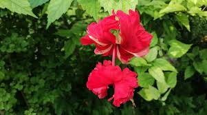 Image result for Hibiscus Red 2015 Vito