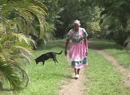 Image result for Nicolasia costata