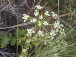 Image result for Berula