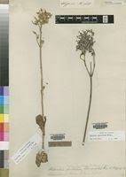 Image result for Kalanchoe lanceolata