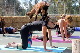 forget hot yoga goat yoga is the new