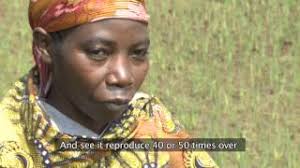 SRI-Rice Center news