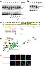 Adar1 Controls Apoptosis Of Stressed Cells By Inhibiting Staufen1 Mediated Mrna Decay Abstract Europe Pmc