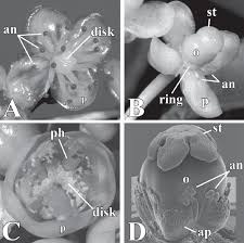 Image result for Garcinia pachyclada