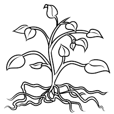 Animal cell coloring key ii. Plant Coloring Pages Neo Coloring