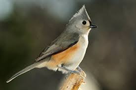 Birds With Tufted Heads Image Result For Birds With Tufted Heads Birds Titmouse Titmouse Bird