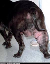 Lymphoma/lymphosarcoma is diagnosed when the lymph nodes or lymphoid tissues in the gastrointestinal tract are affected. Canine Cancer Treatment Advice Free Brochures And Podcast