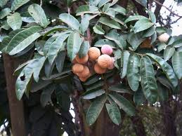 Image result for Trichilia