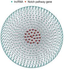 A Notch signaling-related lncRNA signature for predicting prognosis and  therapeutic response in clear cell renal cell carcinoma
