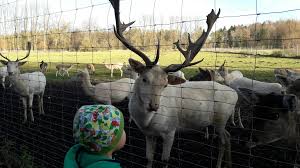Rehe Beobachten Ich Spring Im Dreieck Reh Freigehege Tiere