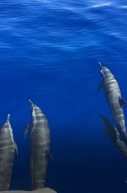 We did not find results for: Good Morning From Houston Our Passage From The Maldives To Chagos S V Slow Flight