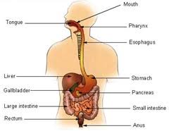 This quiz demonstrates the relationship between body parts. Multiple Choice Quiz On Digestive System
