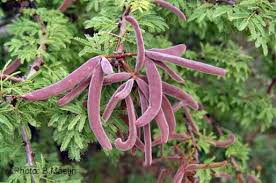 Image result for Acacia schweinfurthii