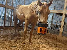 Blaze's Tribute... - Blaze's Tribute Equine Rescue, Inc.