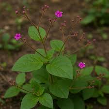 Image result for Boerhavia diffusa