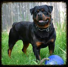 The large, loyal rottweiler is a calm, confident, and courageous guardian dog and companion. Gentrycreekrottweilers
