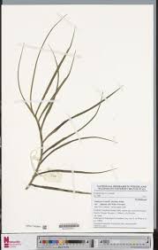 Image result for Tridactyle scottellii